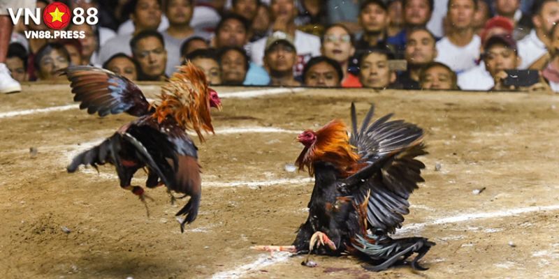 Ưu điểm nổi bật có ở sản phẩm đá gà campuchia 