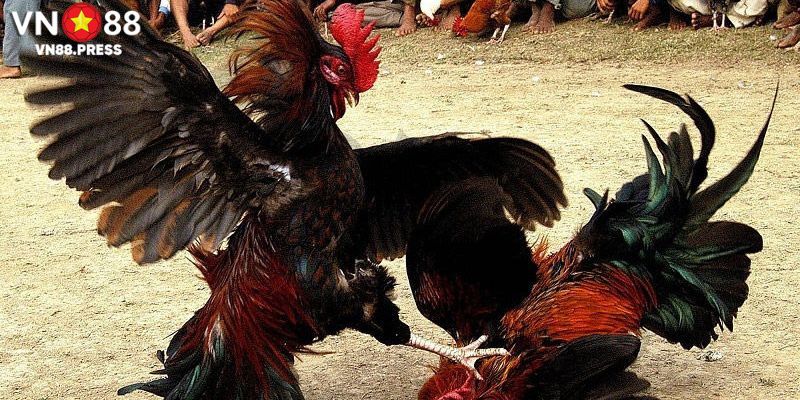 Hình thức chơi đá gà campuchia mang tới cho thành viên nhiều ưu đãi khủng 